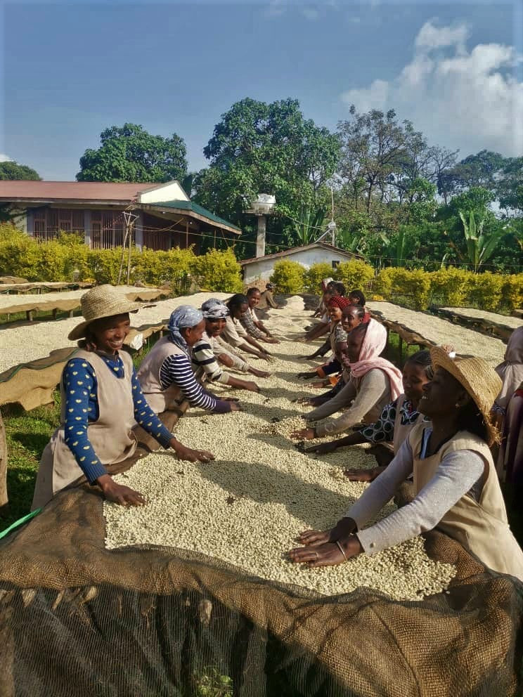 Women-produced Coffees