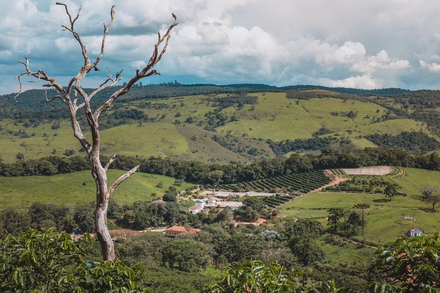 Brazil Fazenda Sertão Yellow Bourbon Peaberry