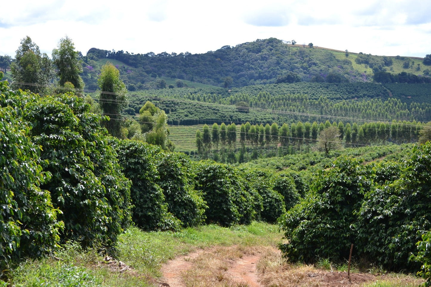 Brazil Fazenda Sertão Yellow Bourbon Peaberry