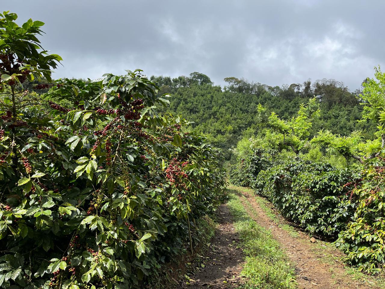 Guatemala Huesta Heights