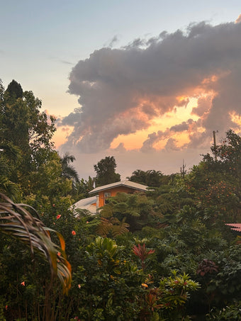 View of the Ka'awaloa Trail Farm overlooking the dense and vibrant native canopy with wistful cloud cover partially obscuring the fiery yellows and oranges of a Hawaiian sunrise.