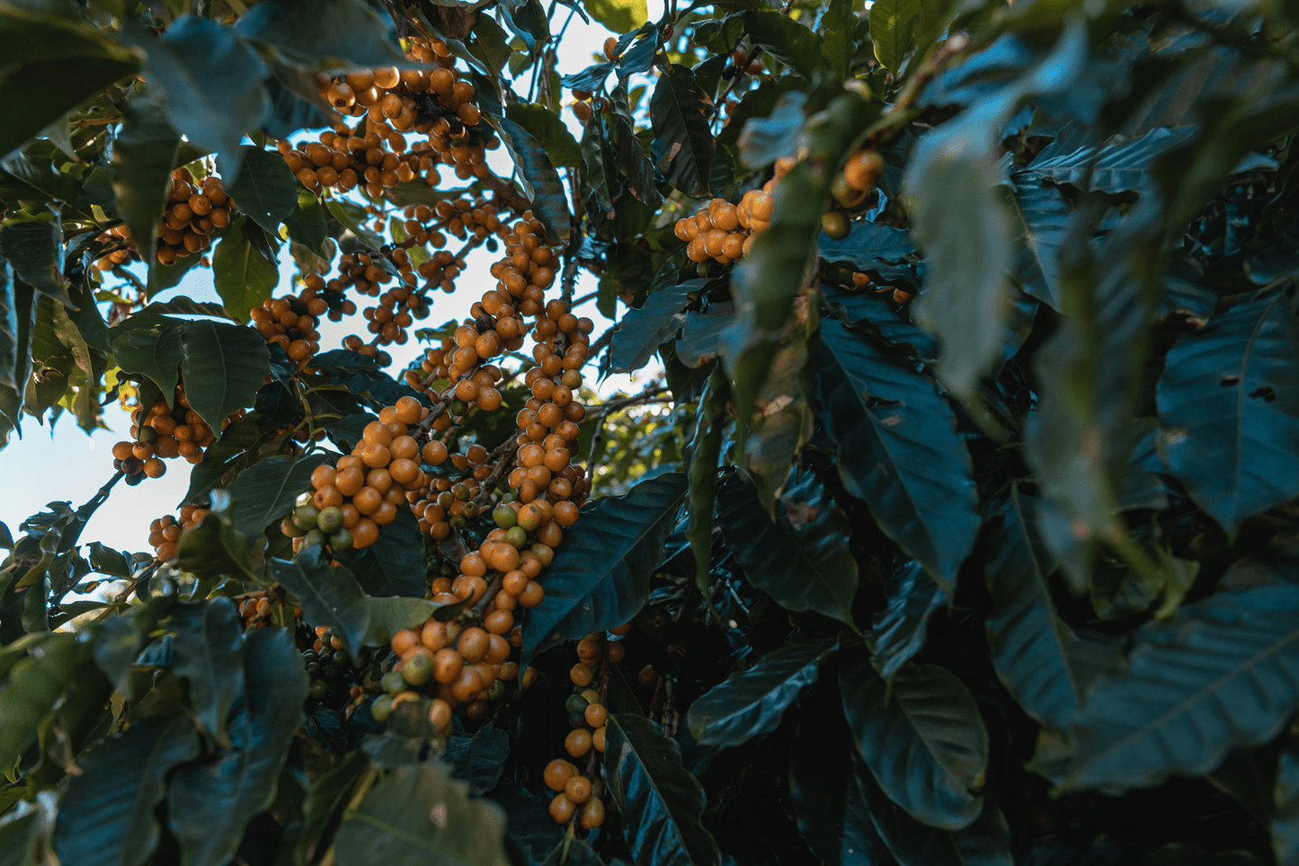 Brazil Fazenda Sertão Yellow Bourbon Peaberry