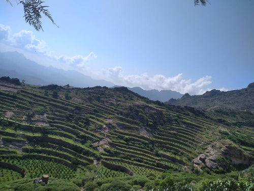 Yemen Coffee Farm With Plush Green Hills