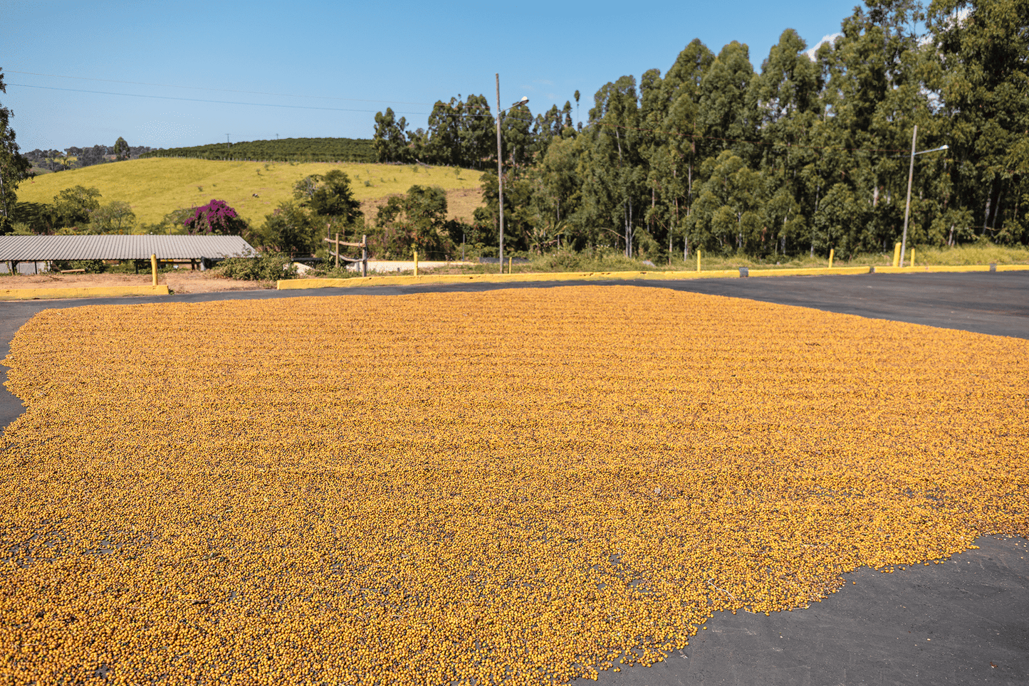 Brazil Fazenda Sertão Yellow Bourbon Peaberry