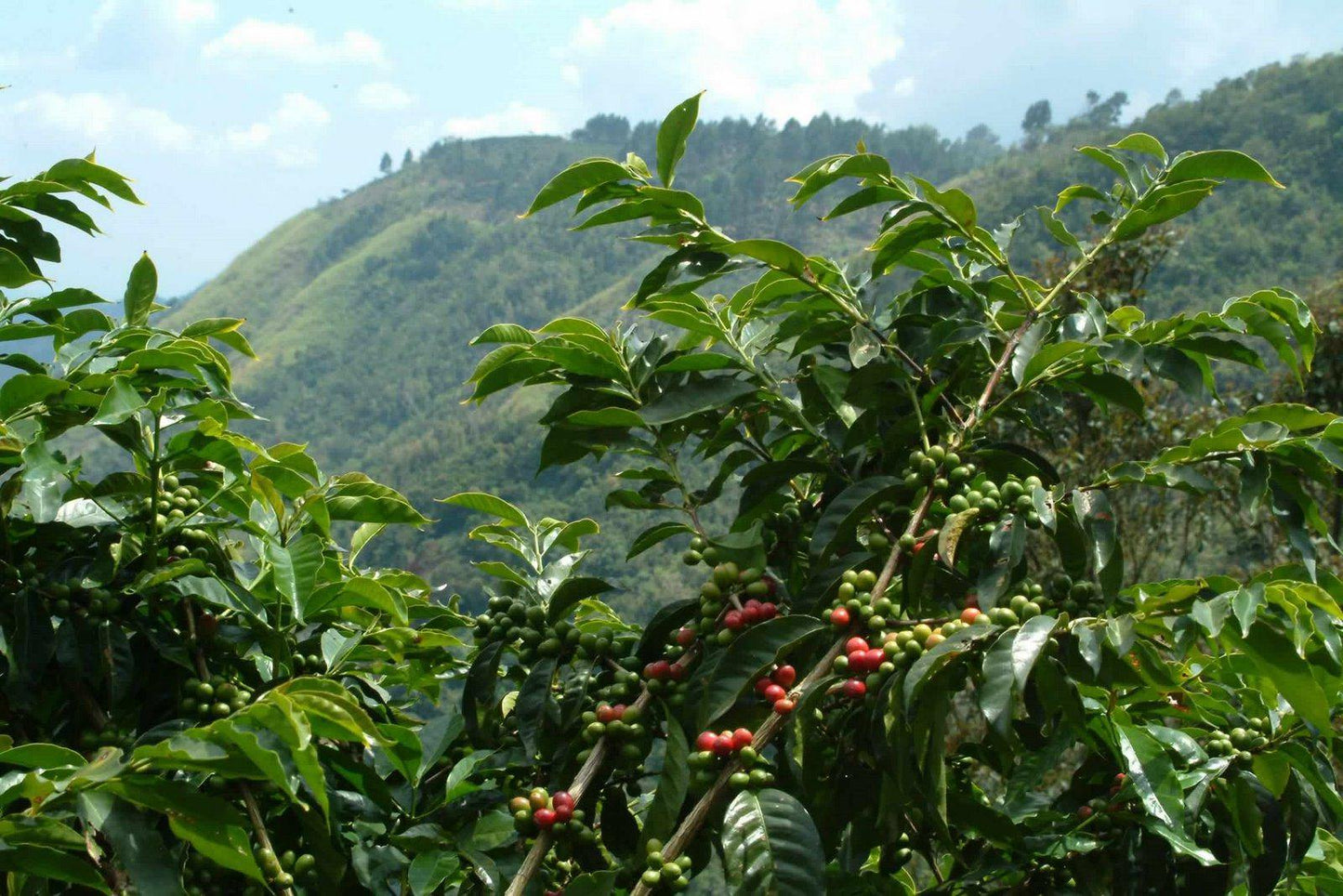 Jamaica Blue Mountain: Clifton Mount Peaberry